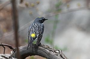 2025-04256579 Broad Meadow Brook, MA